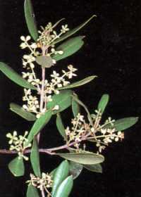 20051203191706-olea-flo.jpg