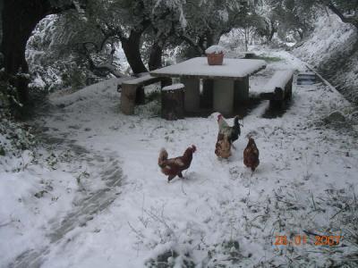 20070130085739-gallinas.jpg
