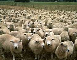 20070919213228-sheeps.jpg