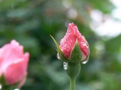 20080420003112-capullo.jpg