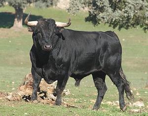 20080604235111-toro-bravo.jpg